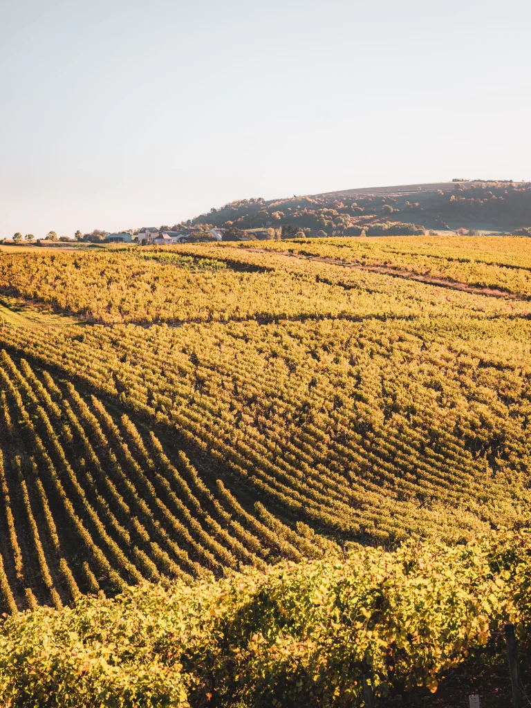 Vignoble Sancerre @ Lezbroz