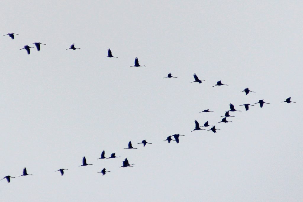 Un vol de Grues capturé dans le ciel indrien - ©A2I