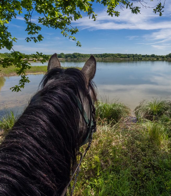 Balade à cheval au milieu des étangs de la Brenne