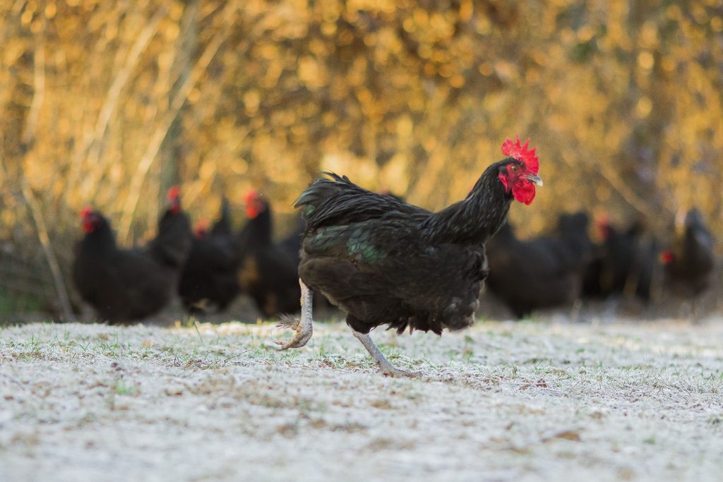 Poule noir du Berry qui gambade