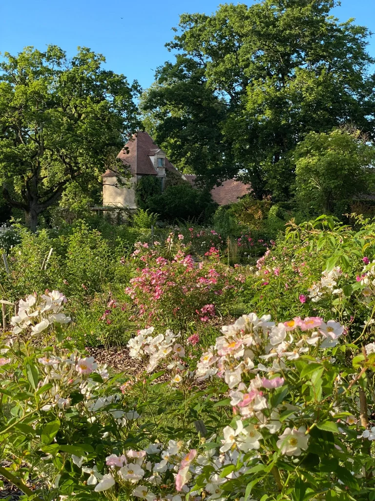 La roseraie d’Ainay-le-Vieil (c) Arielle de la Tour d’Auvergne