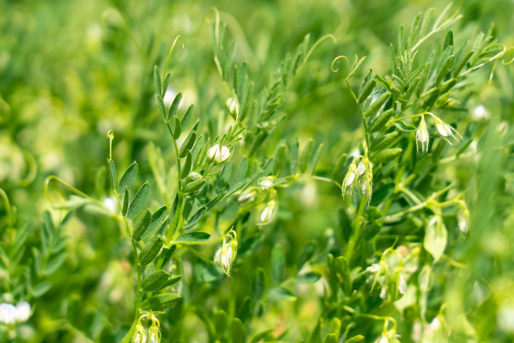 Ferme lentilles vertes du Berry