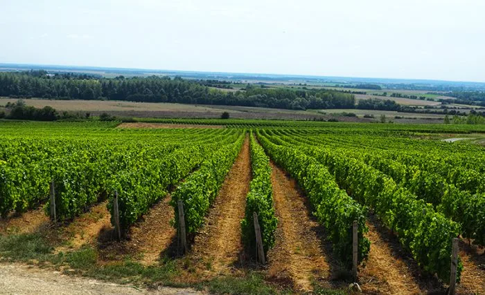 Vignobles de Menetou-Salon © Ad2T