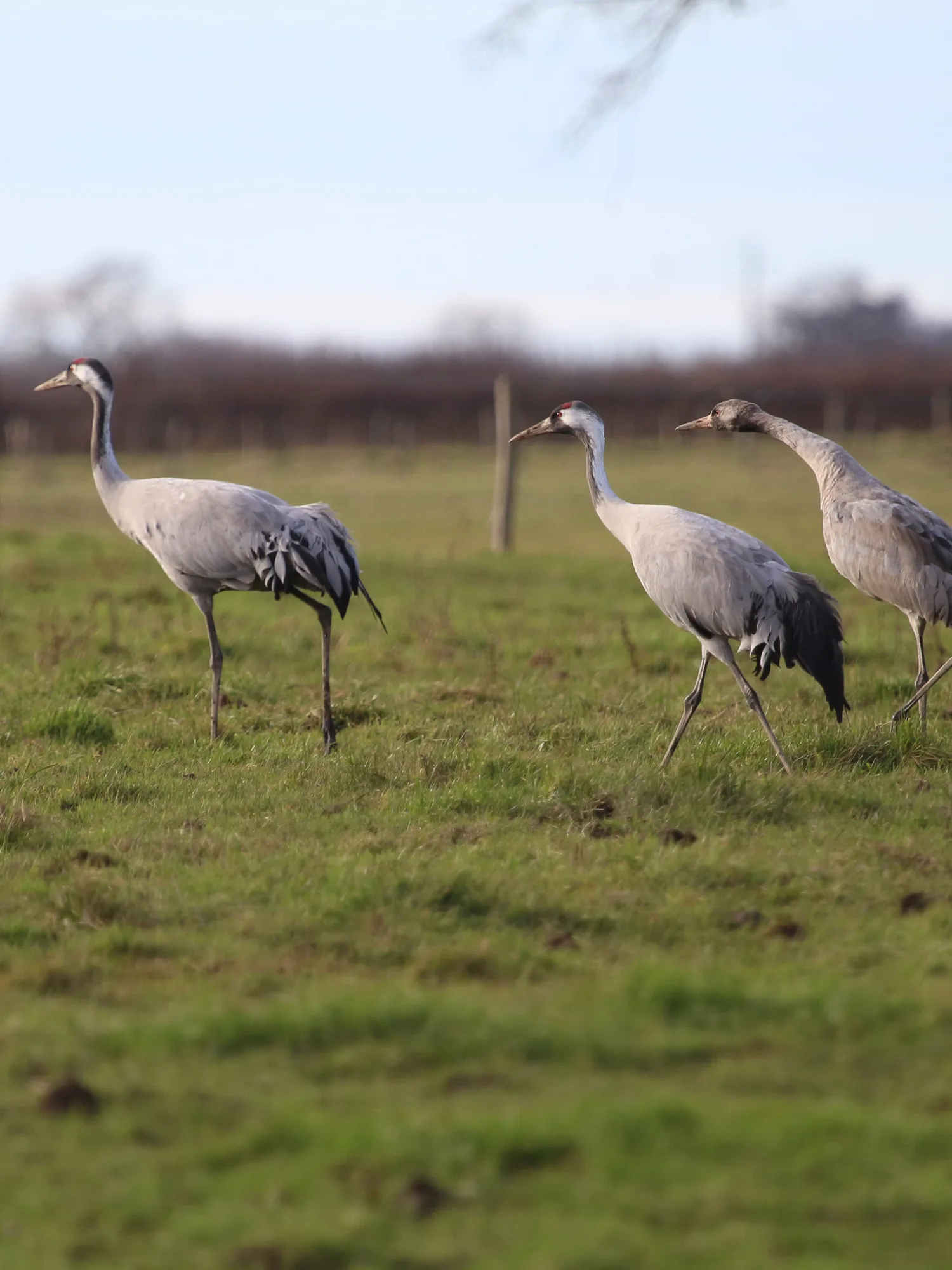 Les grues en Brenne : un spectacle à ne pas manquer