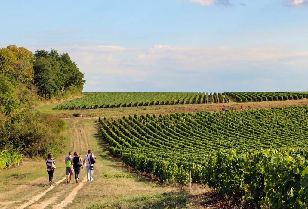 Vignes de Reuilly - ©A2I