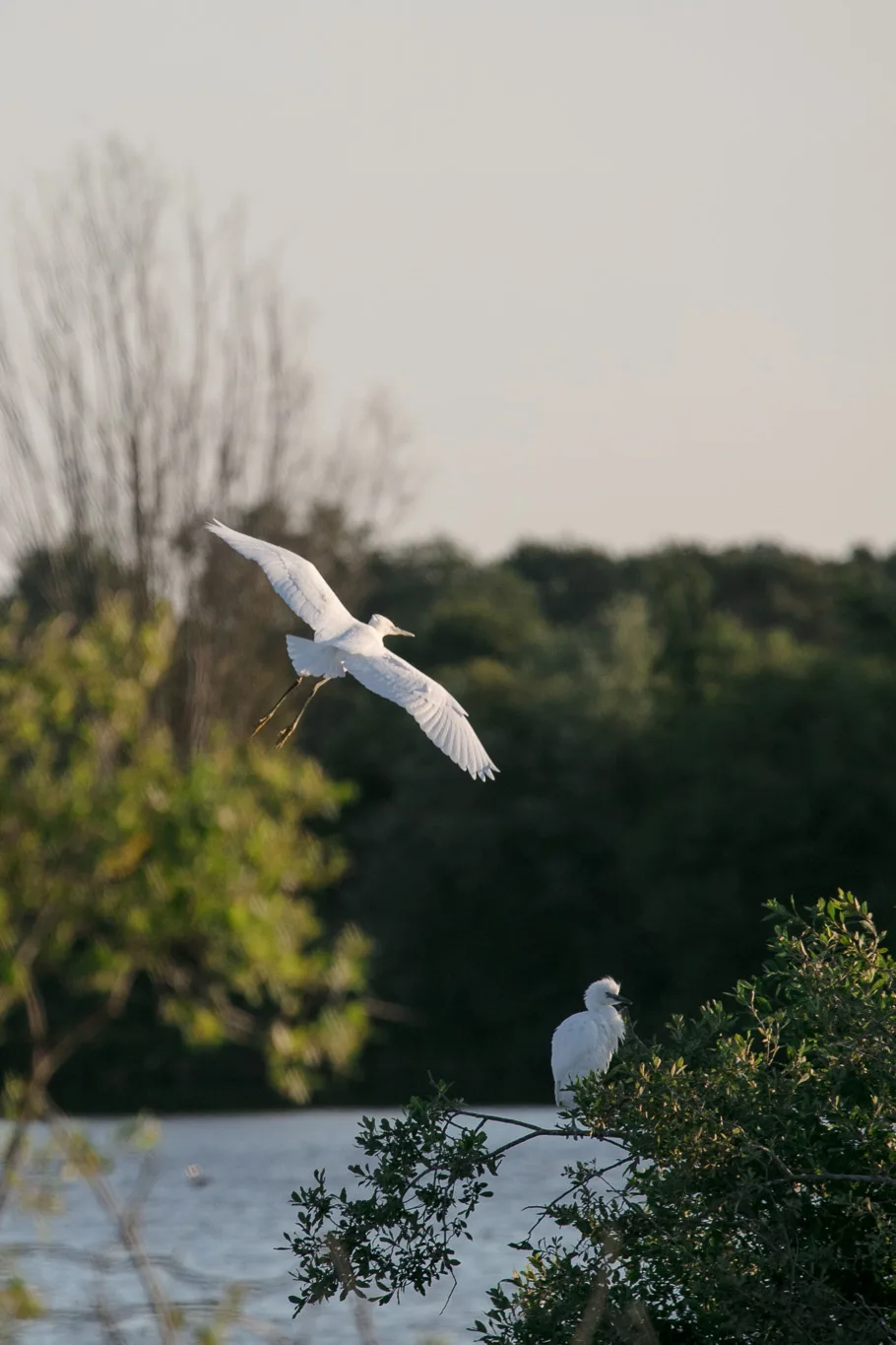 Parc naturel régional de la Brenne