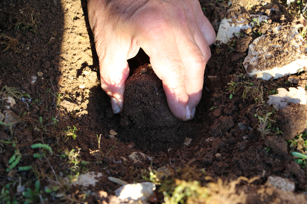 La truffe du Berry – © Droits réservés