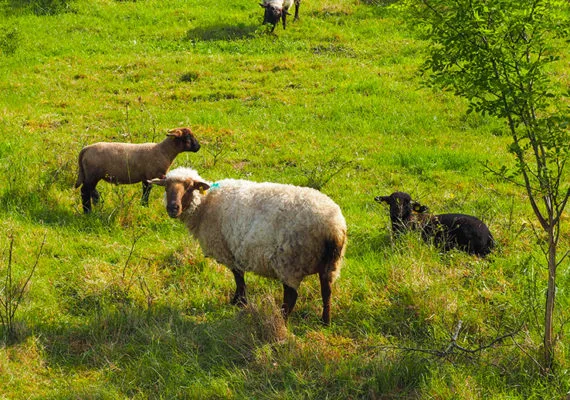 Moutons Loire à vélo @ad2t V.Laebens