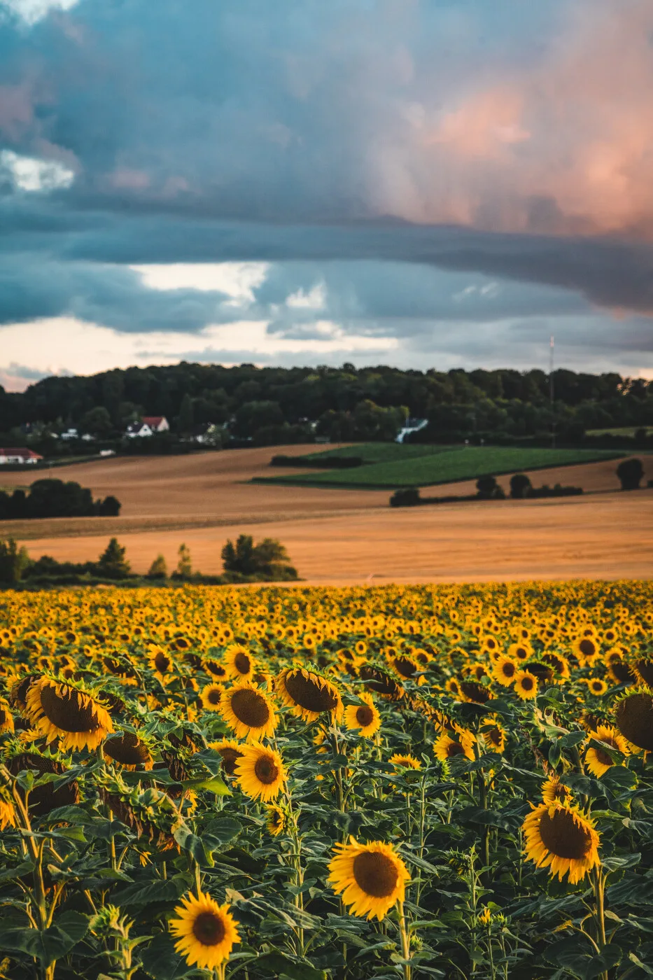 Tournesols @ Ad2T