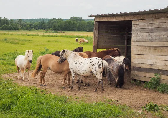 Poneys Loire à vélo @ad2t V.Laebens