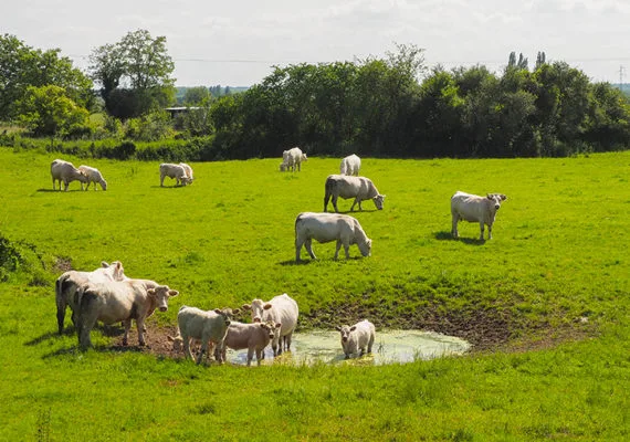 Vaches Loire à Vélo V.Laebens