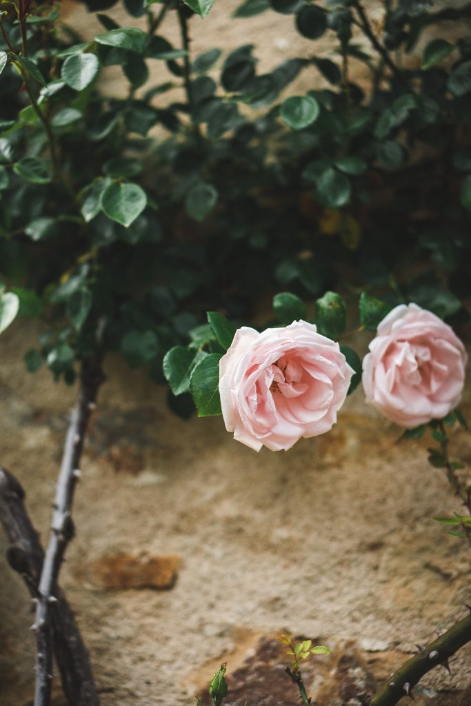 Roseraie des jardins d'Ainay-le-Vieil