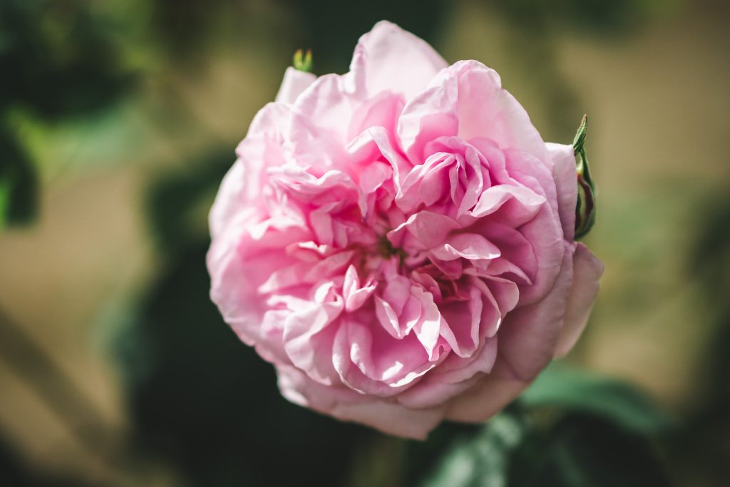 Roseraie des jardins d'Ainay-le-Vieil