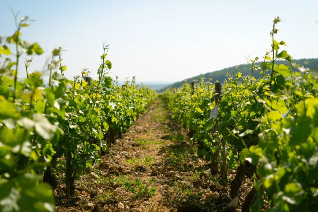 Sancerre Vignes@ AD2T