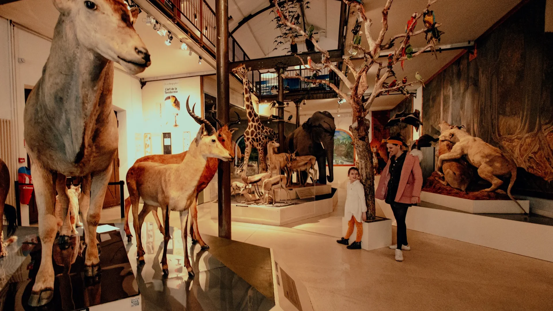 Animaux de compagnie au musée
