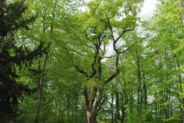 Allées Parc de Jussy – (c) Château de Jussy