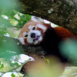 Une journée avec les animaux de la Réserve Zoologique de la Haute-Touche