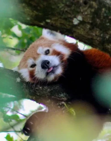 Une journée avec les animaux de la Réserve Zoologique de la Haute-Touche