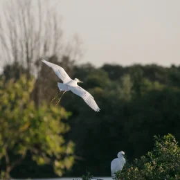 Parc naturel régional de la Brenne
