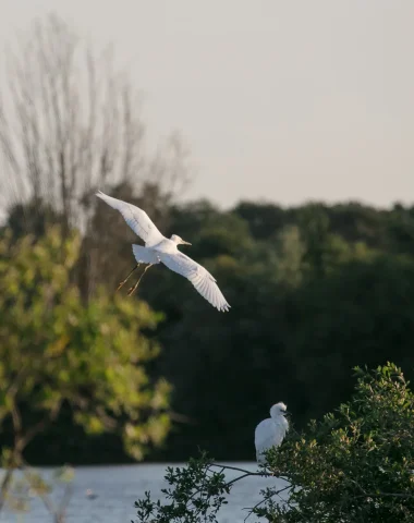 Parc naturel régional de la Brenne
