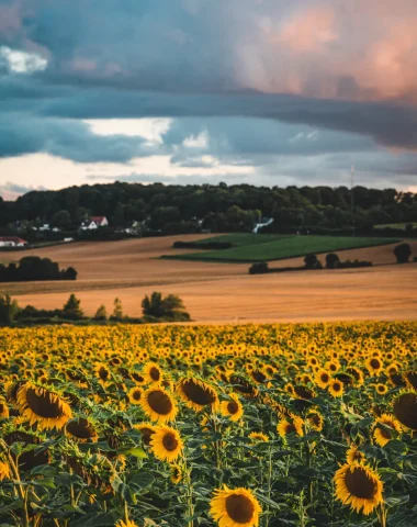 Tournesols @ Ad2T