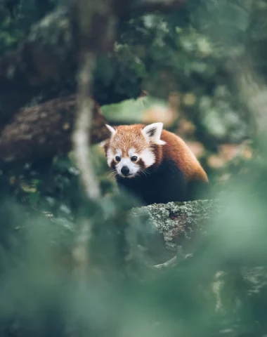 Réserve zoologique de la Haute-Touche