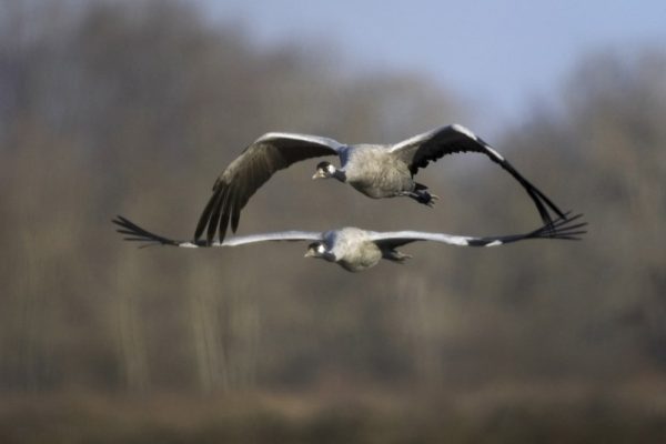 Grues © Hellio et Van Ingen