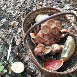 Cueillette de champignons : les sorties en Berry