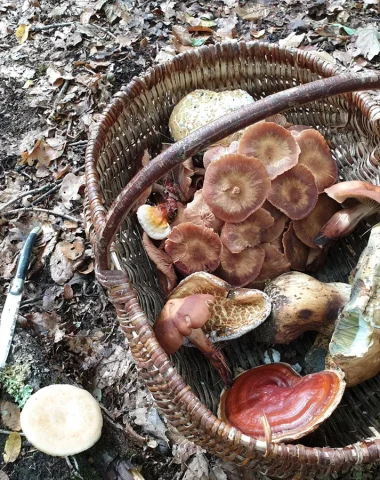 Cueillette de champignons : les sorties en Berry