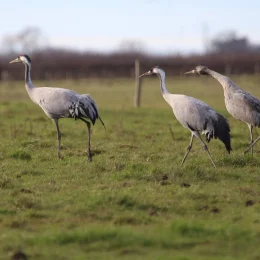 Les grues en Brenne : un spectacle à ne pas manquer