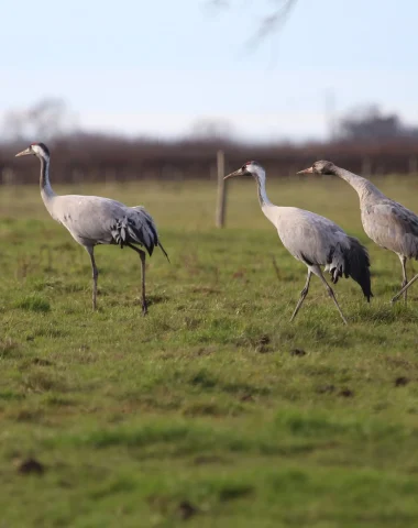 Les grues en Brenne : un spectacle à ne pas manquer