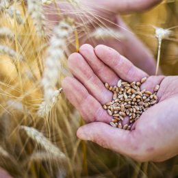 Les farines et les pâtes « Fleur de Berry » de la famille Dhaenens